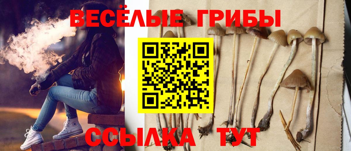 Псилоцибиновые грибы Cubensis Черняховск